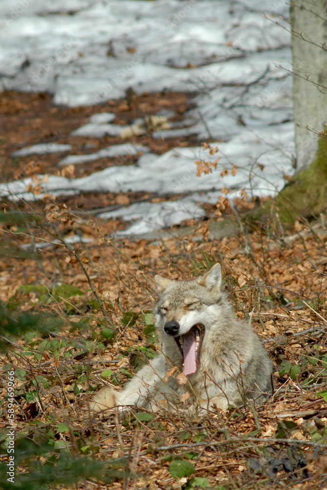 Obraz premium Loup, Canis lupus