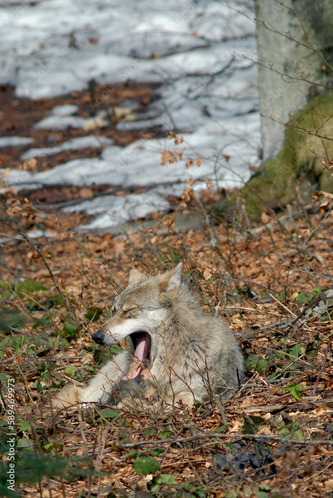 Fototapeta premium Loup, Canis lupus