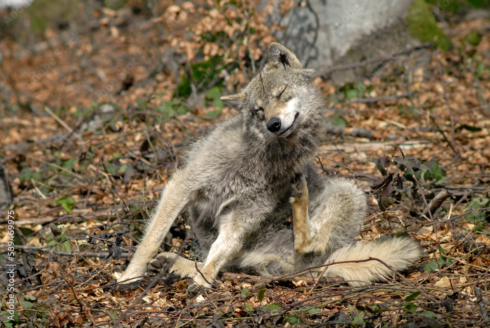 Naklejka premium Loup, Canis lupus