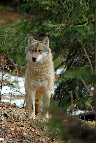 Loup   Canis lupus