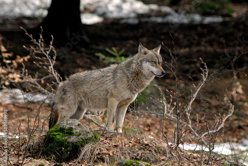 Loup   Canis lupus
