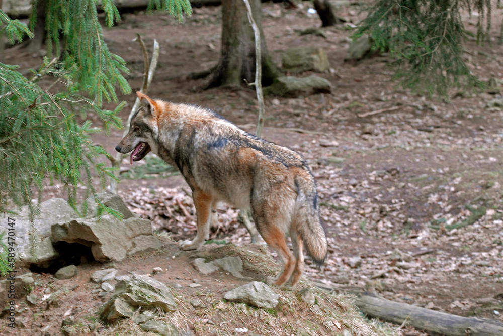 Loup,  Canis lupus