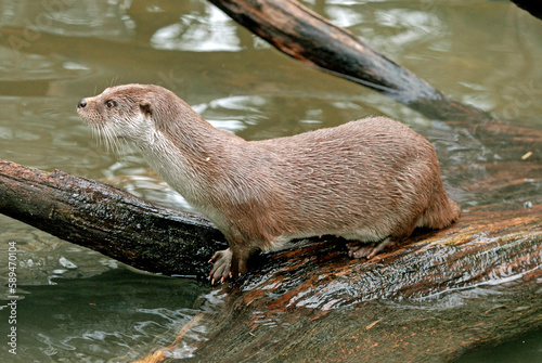 Loutre d'europe, Lutra lutra