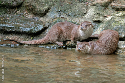 Loutre d'europe, Lutra lutra