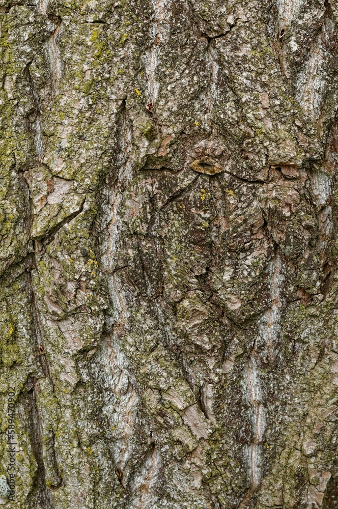 Close-up shot of maple bark texture - perfect wallpaper Close-up shot of maple bark texture - perfect wallpaper