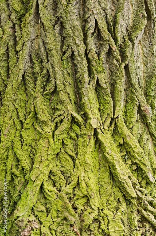 Close-up shot of moss bark texture - perfect wallpaper Close-up shot of moss bark texture - perfect wallpaper