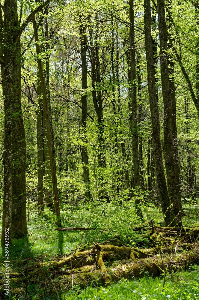 Vertical shot of a lush green forest in the spring in Southern Germany