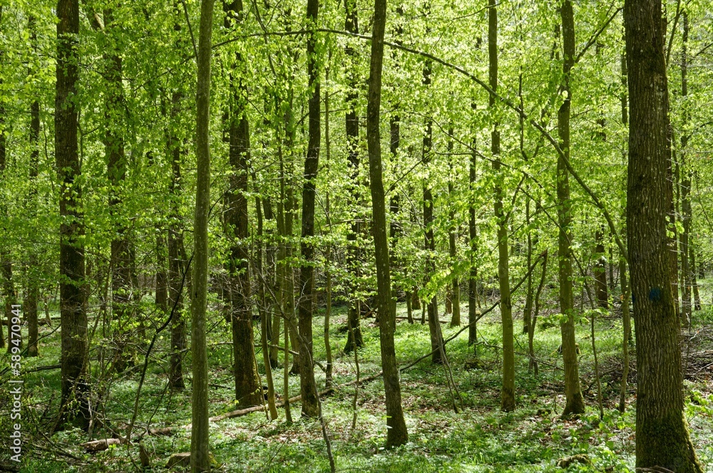 Beautiful shot of a lush green forest in the spring in southern Germany