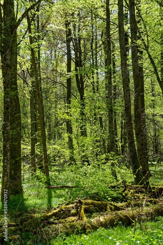 Vertical shot of a lush green forest in the spring in Southern Germany © M Hieber/Wirestock Creators