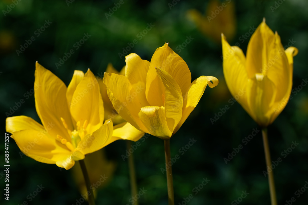tulipe sauvage - tulipa sylvestris
tulipe sauvage - tulipa sylvestris