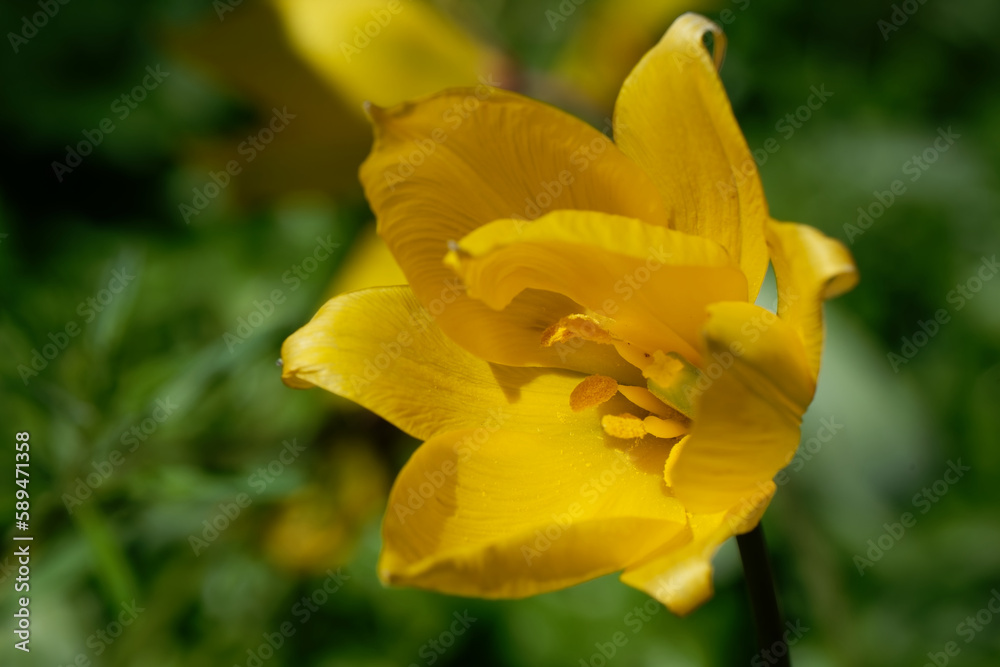 tulipe sauvage - tulipa sylvestris
