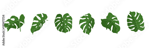 Set of monstera green leaves.Vector graphics.