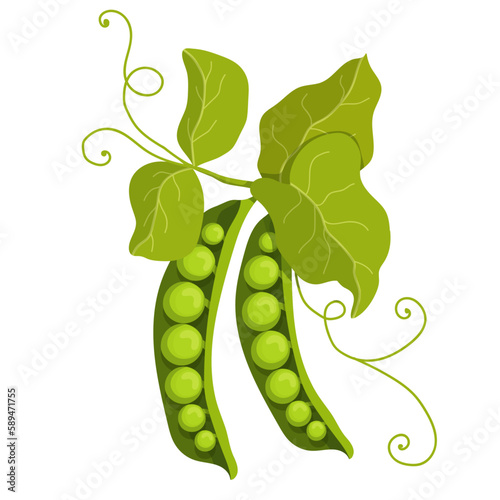 Summer vegetables, ripe green pea pods.Vector graphics.	