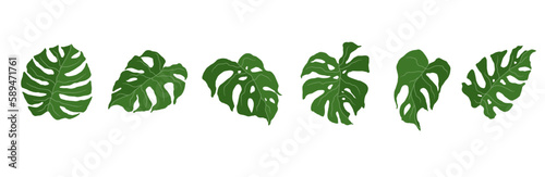 Set of monstera green leaves.Vector graphics.