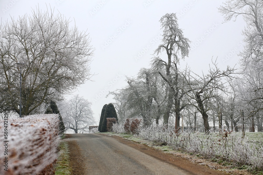 Small road through a winterly park covered in frost