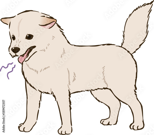 怒る柴犬（白柴）