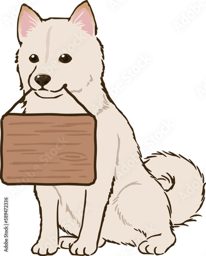 看板をくわえる柴犬（白柴）