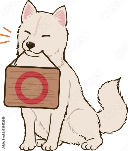 丸マークを持つ柴犬（白柴）