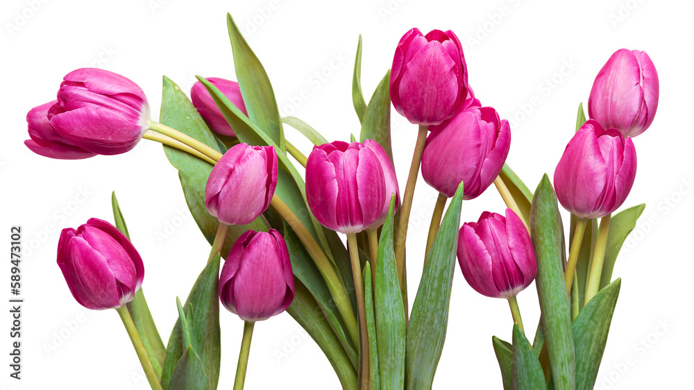 Pink tulips with green leaves Isolate on white background