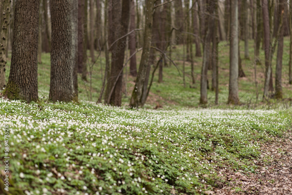 Spring in the forest, wood anemones (Anemonoides nemorosa) blooming at early spring, little white flowers blooming, buttercaps Spring in the forest, wood anemones (Anemonoides nemorosa) blooming at early spring, little white flowers blooming, buttercaps