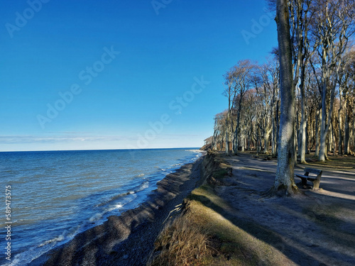 Fototapeta Naklejka Na Ścianę i Meble -  Nature reserve Gespensterwald (lit. ghost forest) at the Baltic Sea coast in northern Germany