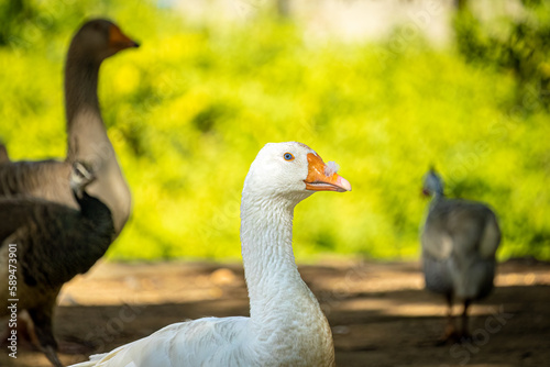 Three geese, two of which are looking at the camera. Green and brown background. © Romulo Gomes Queiroz