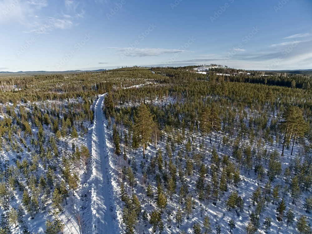 Φωτογραφία View over woodland with young pines in northern Sweden in winter