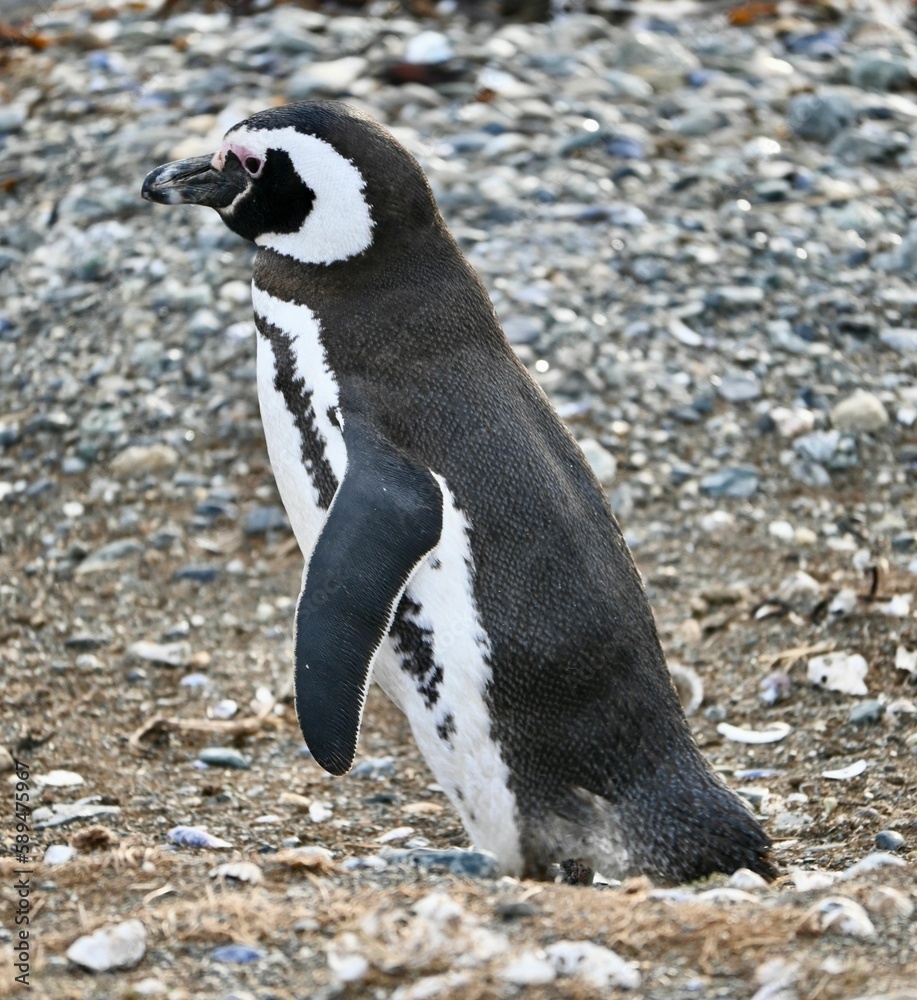 Fototapeta premium Closeup of an African Penguin (Spheniscus demersus) standing in a field in Chile