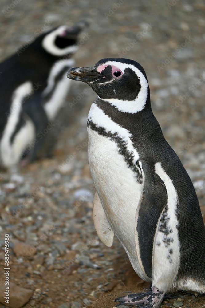 Obraz premium Vertical shot of African Penguins (Spheniscus demersus) standing in a field in Chile