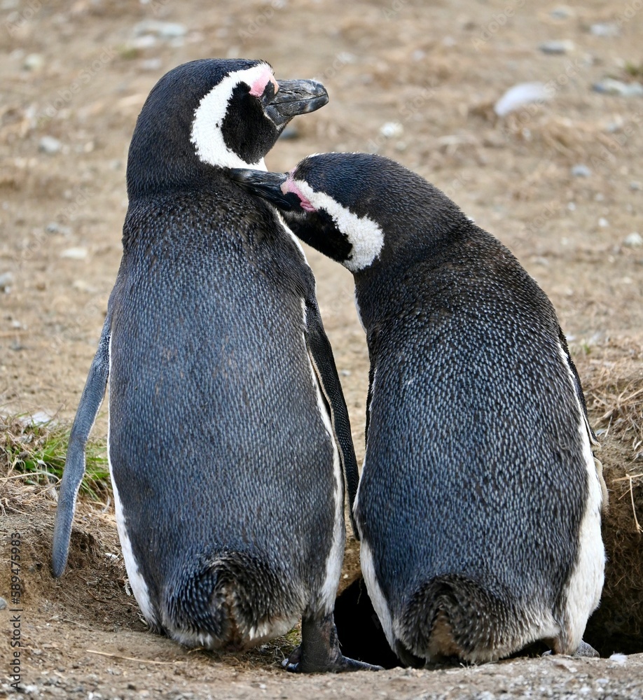 Naklejka premium Vertical shot of African Penguins (Spheniscus demersus) standing in a field in Chile