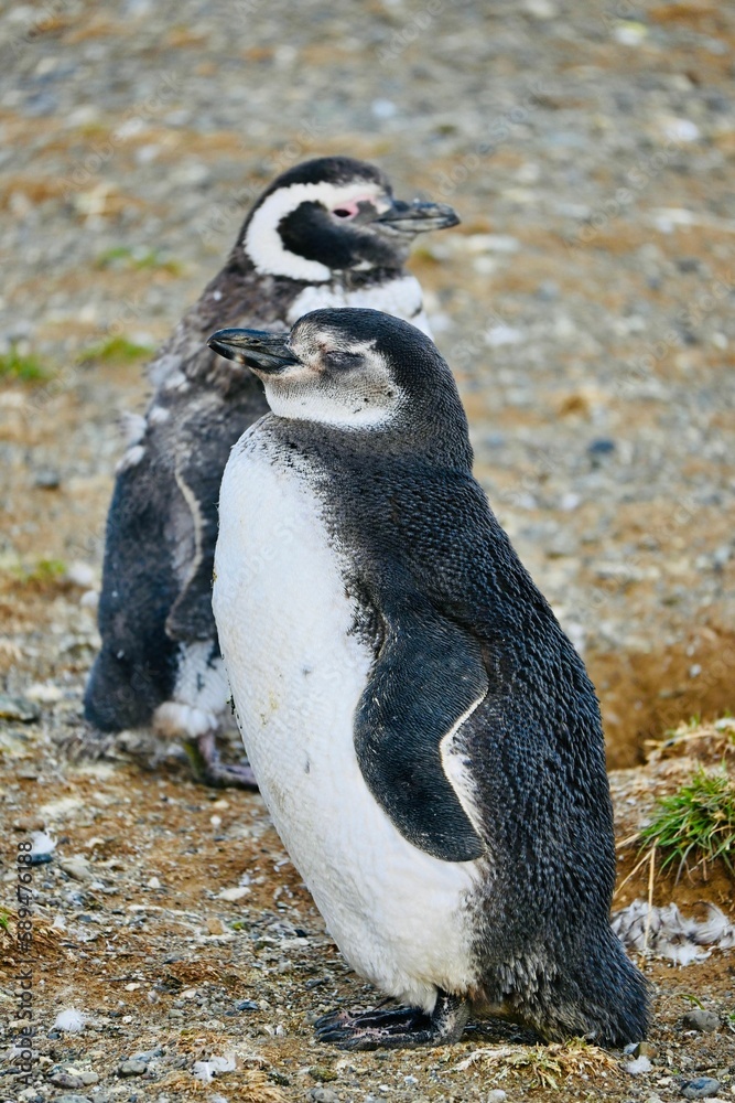Fototapeta premium Vertical shot of African Penguins (Spheniscus demersus) standing in a field in Chile