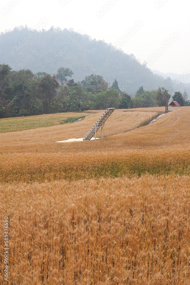 Golden ripe ears of wheat. Wheat field. Ears of golden wheat Golden ripe ears of wheat. Wheat field. Ears of golden wheat