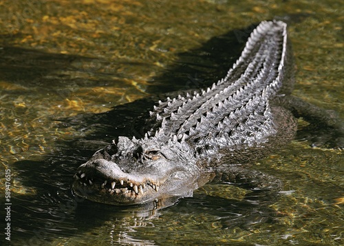 an alligator floating in the shallow water with his mouth open photo