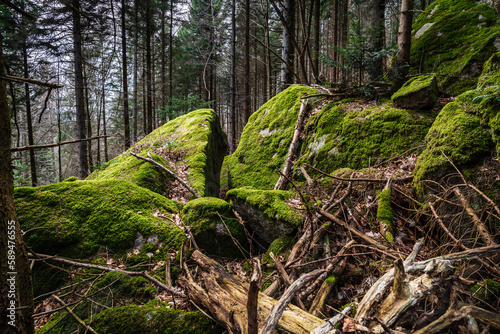 Moss on huge rocks in the Black Forest
