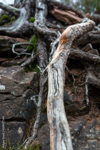 Roots and dead wood of a tree in the forest