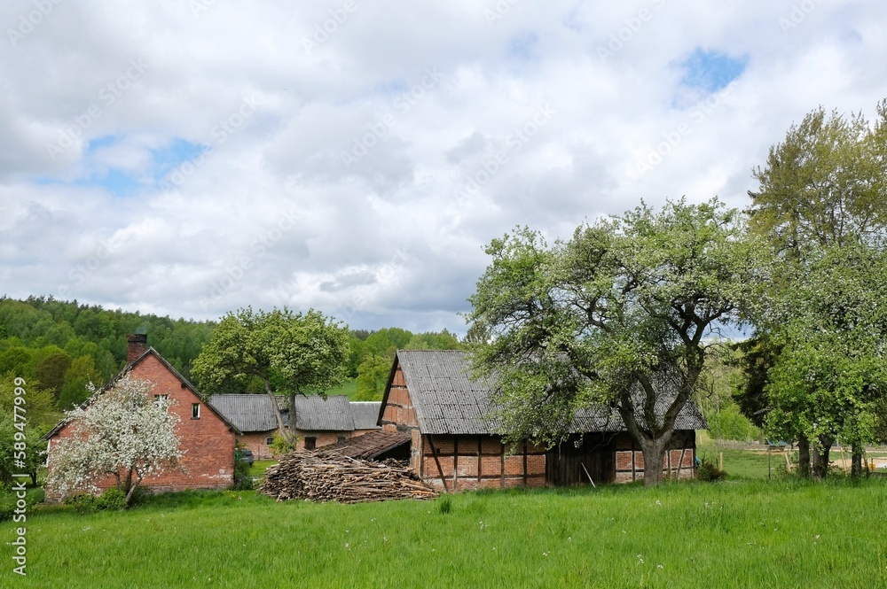 Rural scenery with a farm and flowering fruit trees on a sunny day. A barn with half-timbered construction. Around Bytow, Kashubia, Poland