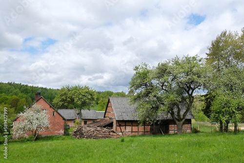 Rural scenery with a farm and flowering fruit trees on a sunny day. A barn with half-timbered construction. Around Bytow, Kashubia, Poland