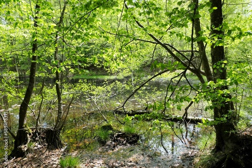 Beautiful green scenery of forest lakes on a sunny spring day - Natura 2000 area - Bytow lobelia lakes  Kashubia  Poland