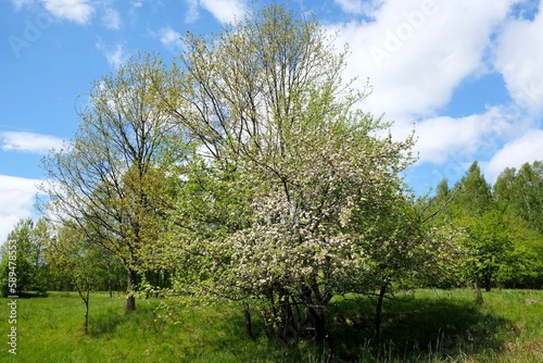 Beautiful scenery of blooming fruit tree on green meadow