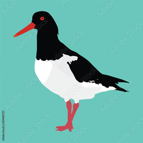 Beautiful bird vector art work