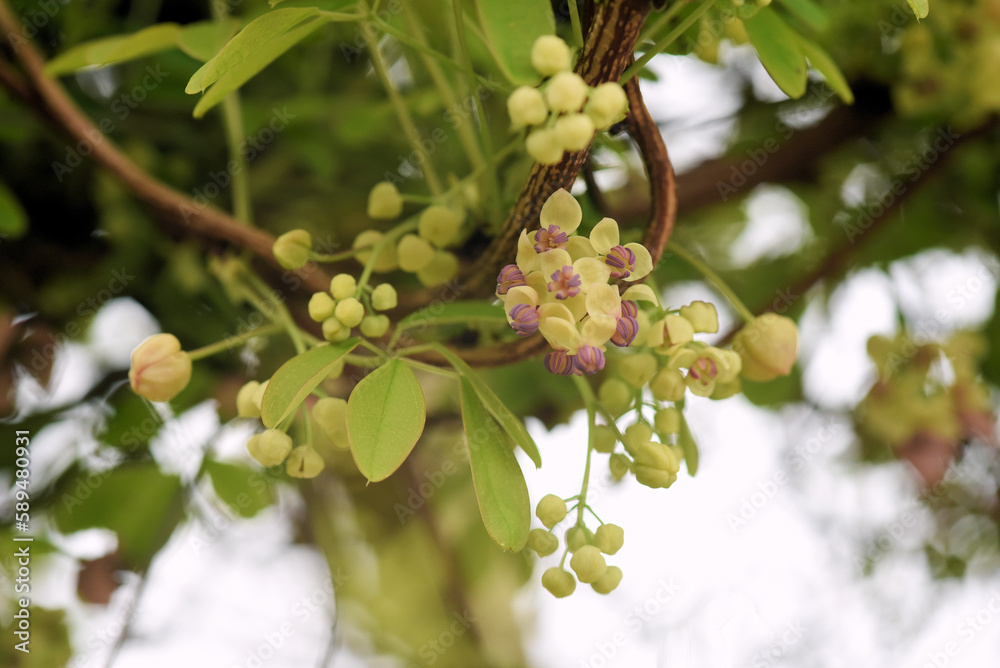 akebia quinata