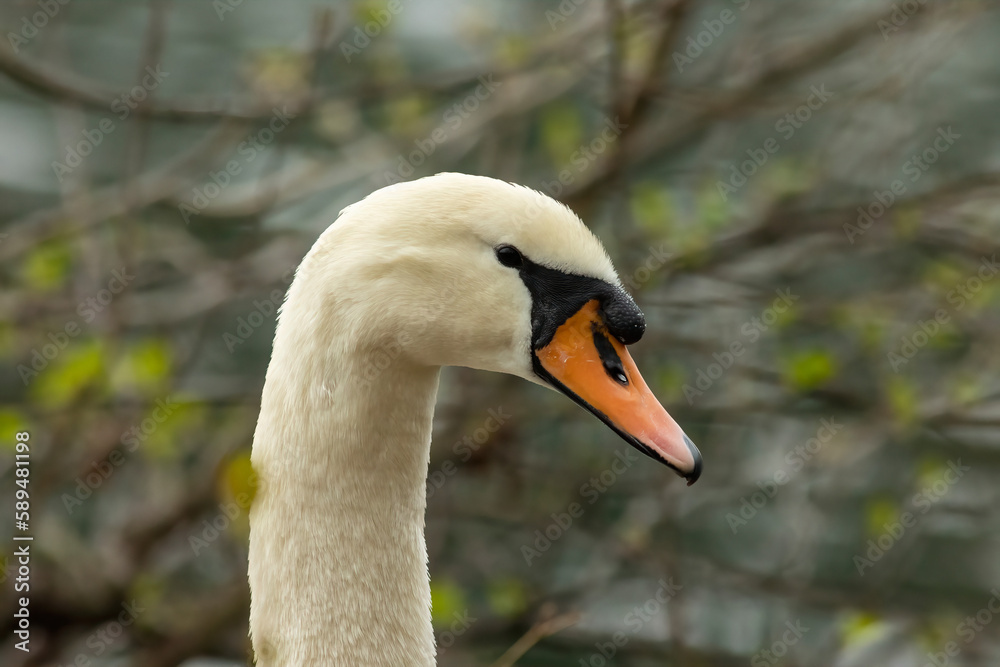 Swan Swan