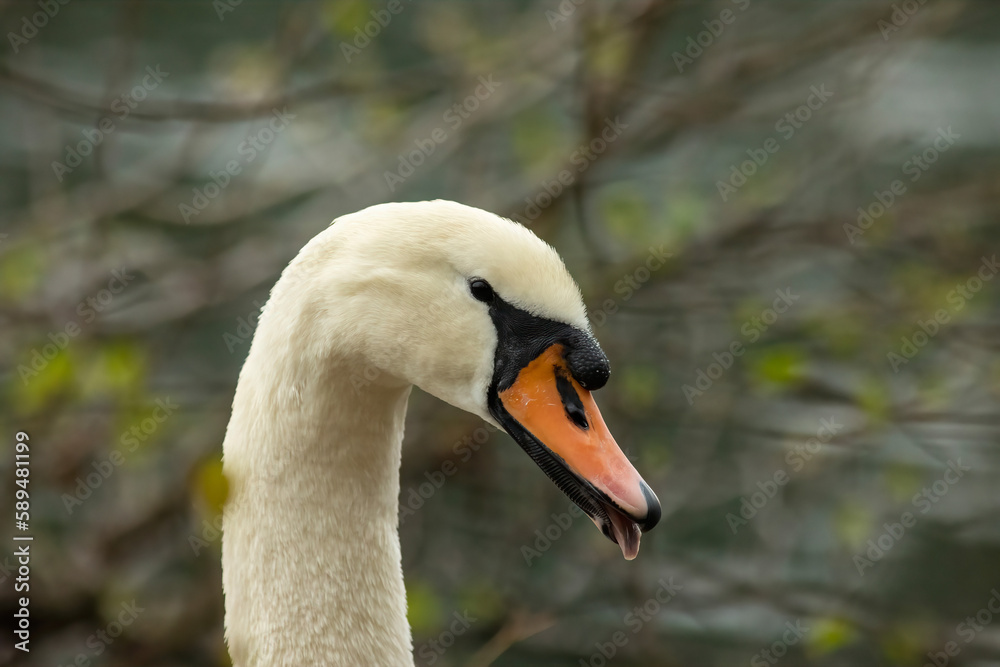 Swan Swan