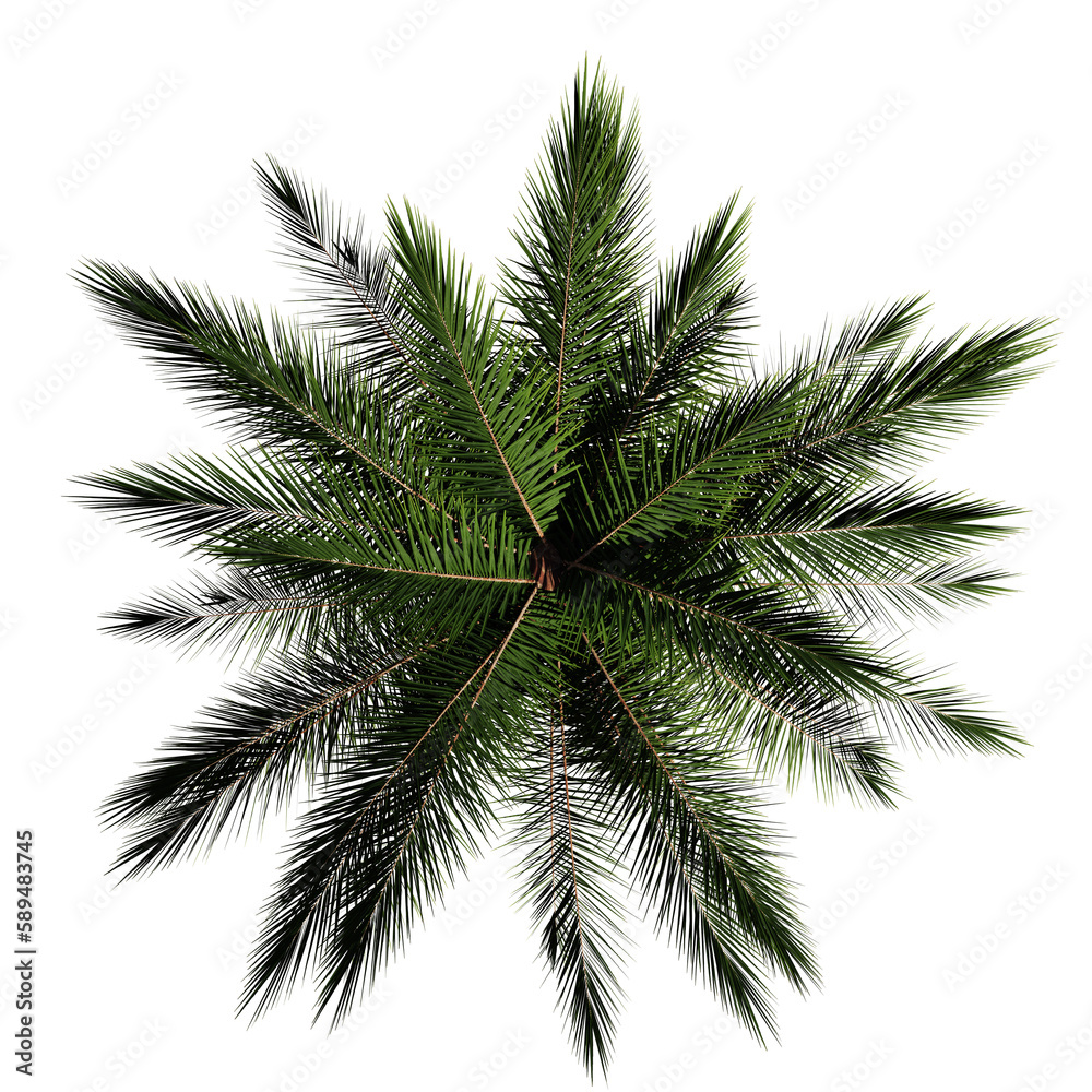 coconut palm tree from above, isolated on transparent background