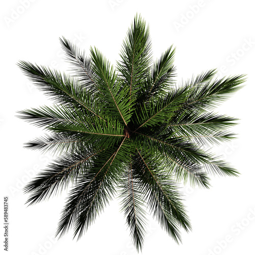 coconut palm tree from above, isolated on transparent background