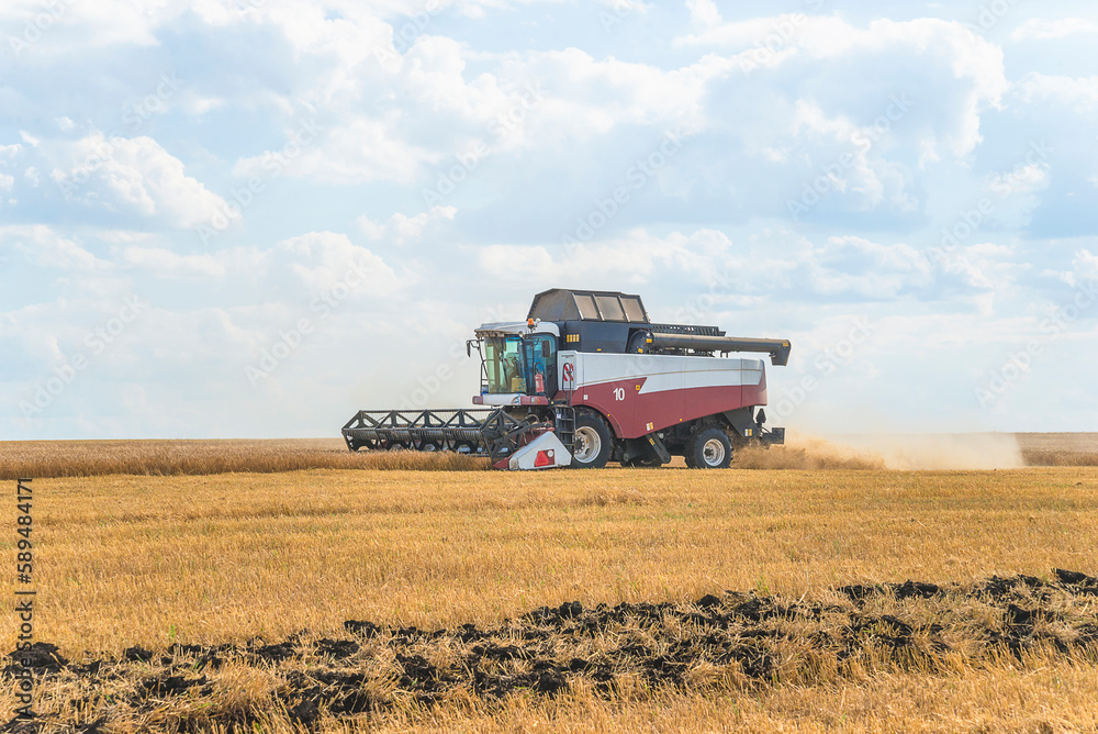 Fototapeta premium Harvesting with a combine harvesters on sunny summer day