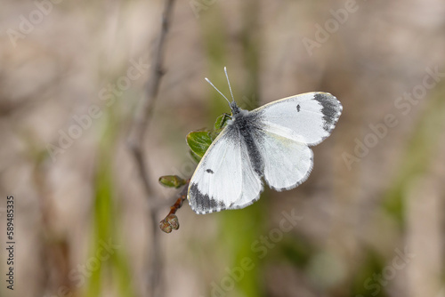 Female Orange tip butterfly (Anthocharis cardamines) close-up