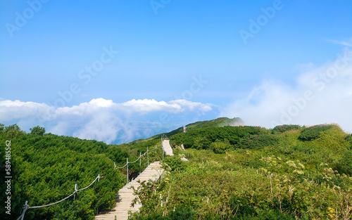鳥取県大山（弥山）山頂付近の木道とダイセンキャラボク