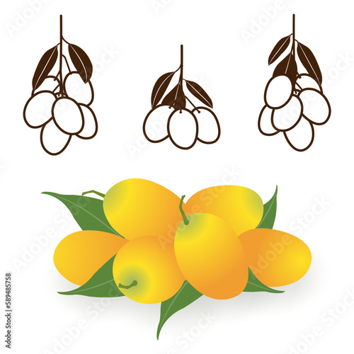 Sweet yellow marian plum vector set. The bunch of Marian plums, Plum mango, Plango, Mayong Chid, Maprang, fresh and sweet Thai fruit. Tropical, seasonal fruits illustration. Sketch icon, logo.