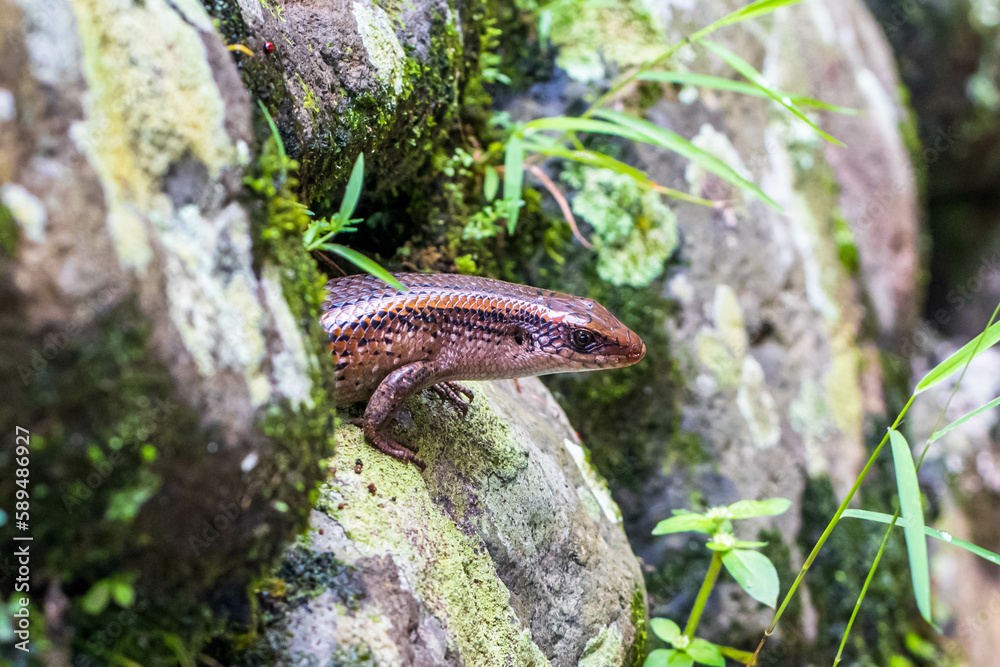 Naklejka premium The oriental garden lizard (Calotes versicolor), also called the eastern garden lizard, Indian garden lizard, common garden lizard